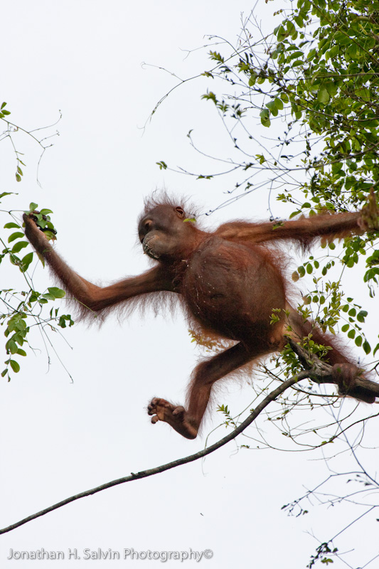 Kinabatangan River-_MG_6605.jpg
