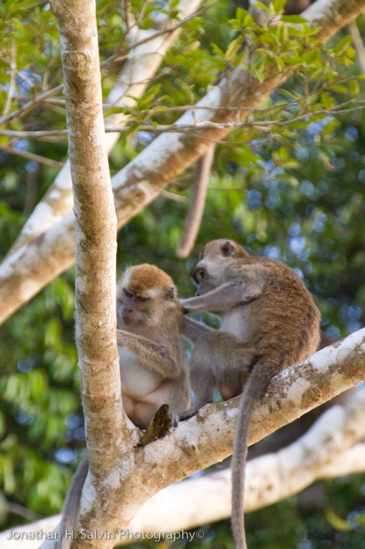 Kinabatangan River-_MG_6867.jpg