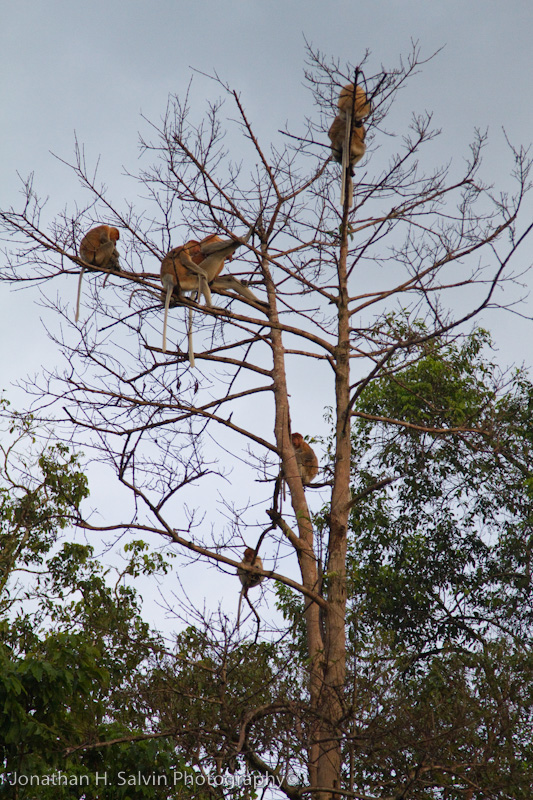 Kinabatangan River-_MG_7226.jpg