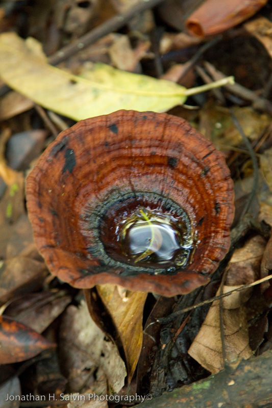 Danum Valley-_MG_7296.jpg
