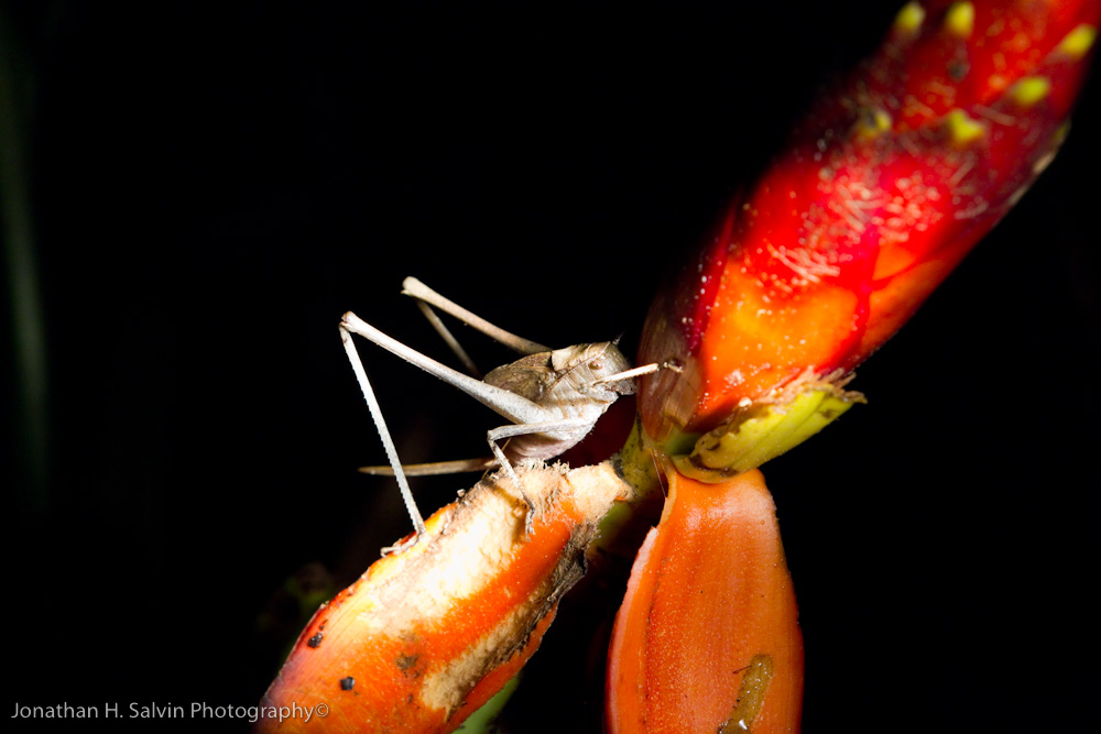 Danum Valley-_MG_7631.jpg