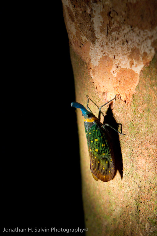 Danum Valley-_MG_7634.jpg