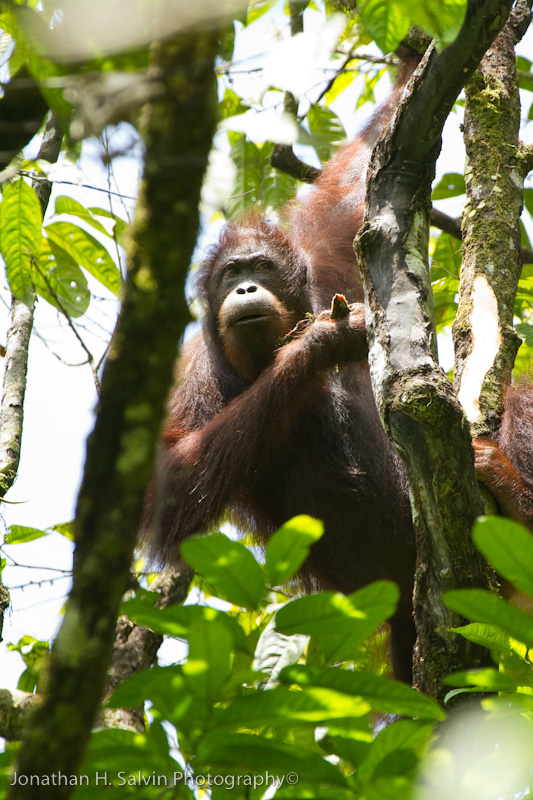 Danum Valley-_MG_7698.jpg