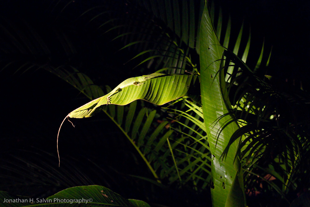 Danum Valley-_MG_7763.jpg