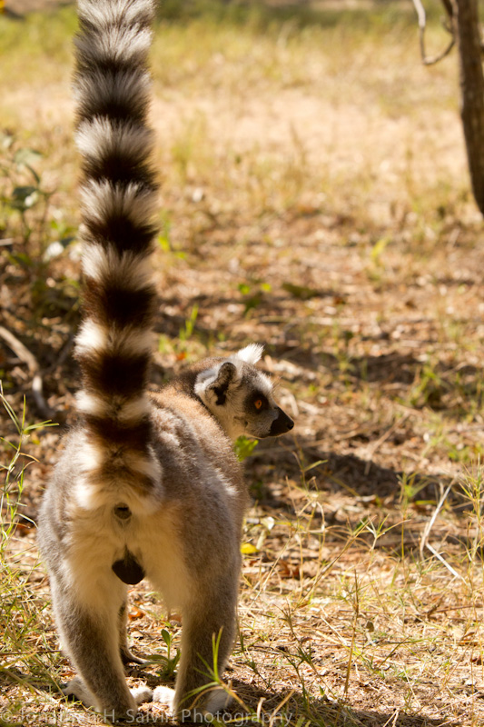 Madagascar-2323.jpg