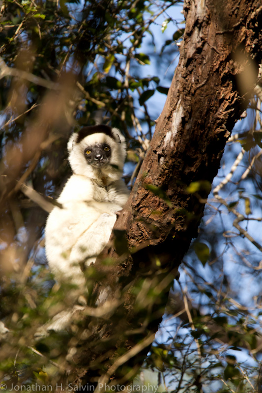 Madagascar-2479.jpg