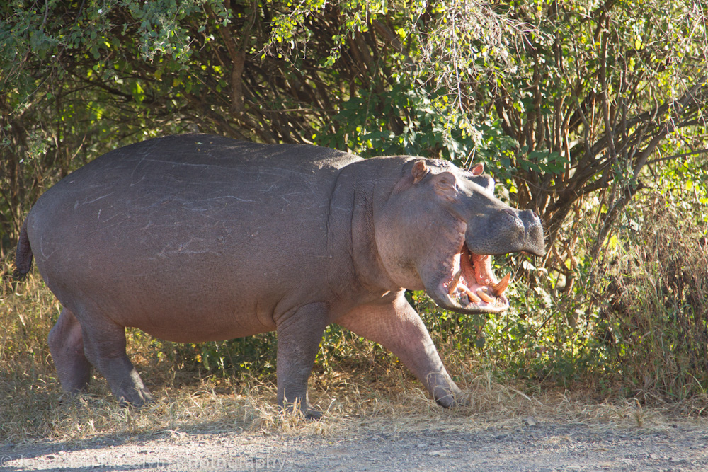 Zambia 2012-130.jpg