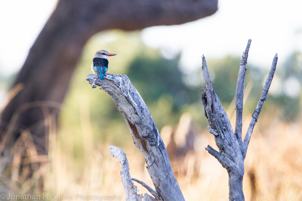 Zambia 2012-55.jpg