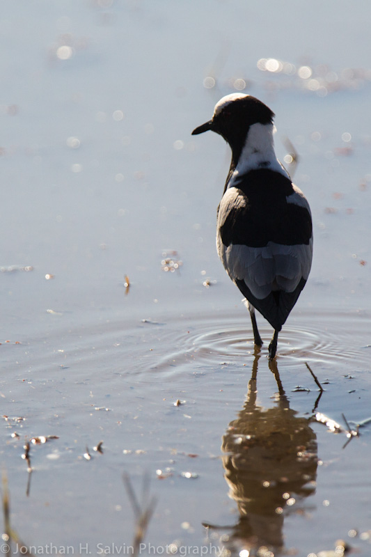 Botswana 2012-12.jpg