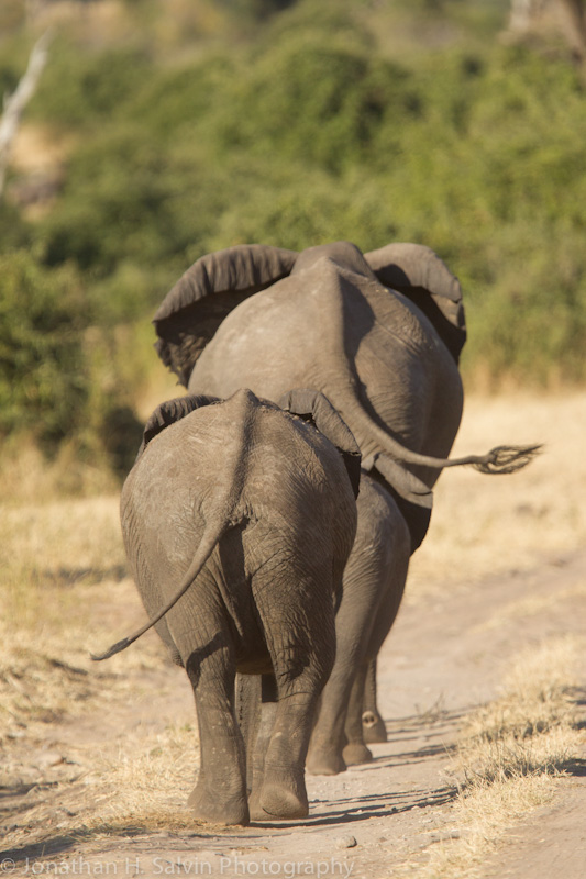 Botswana 2012-1213.jpg