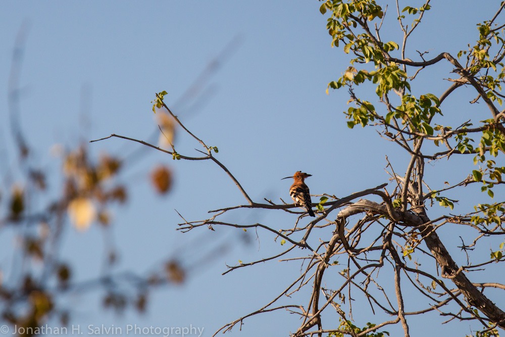 Botswana 2012-1277.jpg