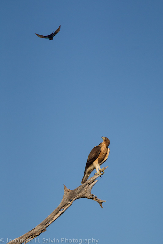 Botswana 2012-1308.jpg