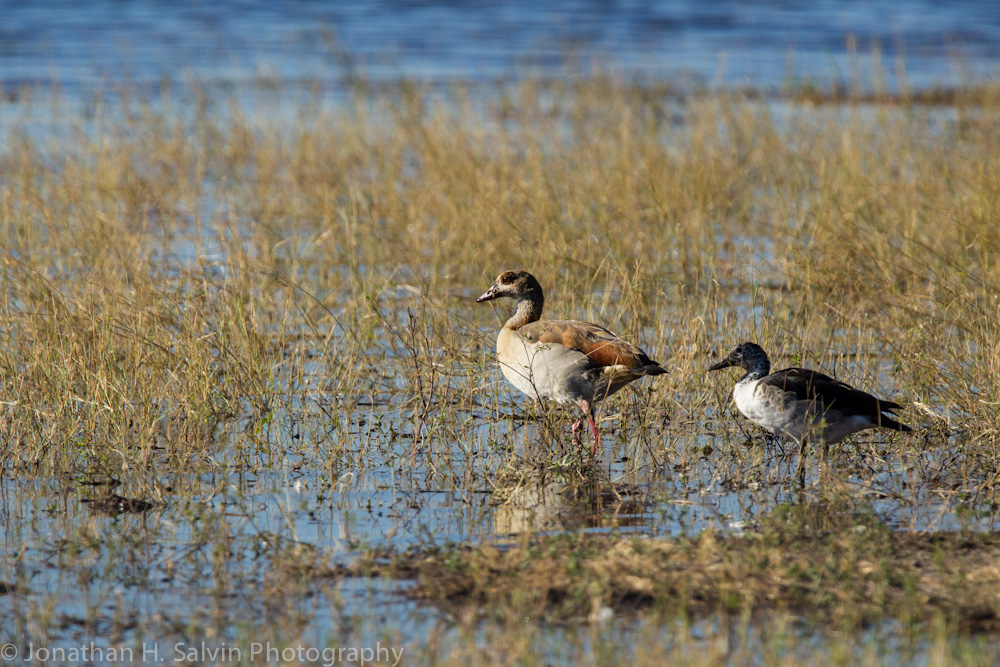 Botswana 2012-28.jpg