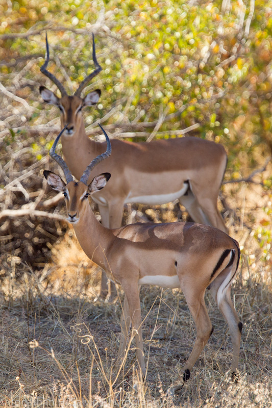 Botswana 2012-4.jpg