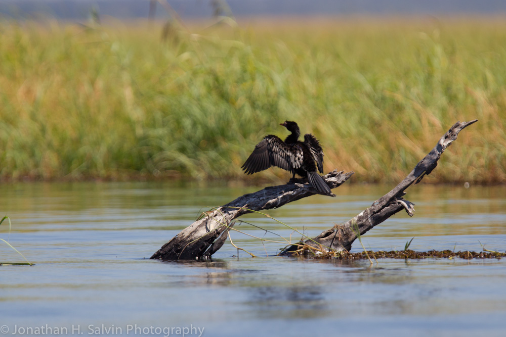 Botswana 2012-509.jpg