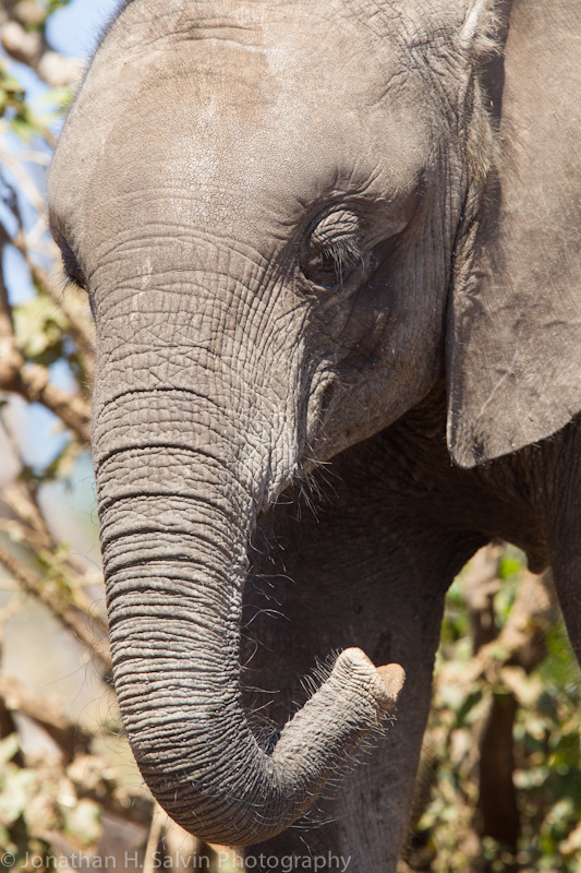 Botswana 2012-574.jpg
