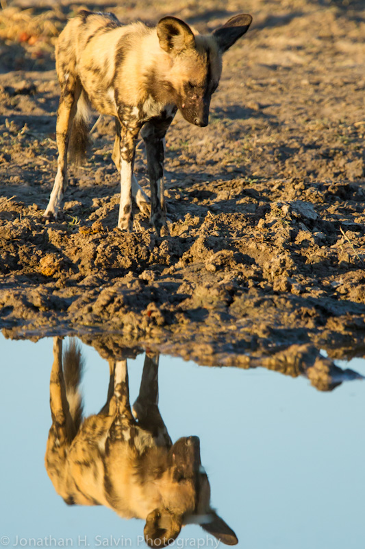 Botswana 2012-1678.jpg