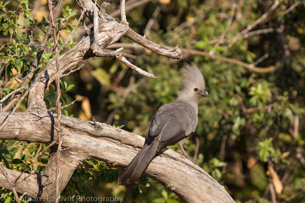 Botswana 2012-1920.jpg