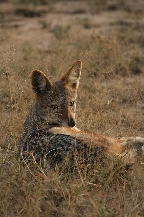 Africa0006.jpg