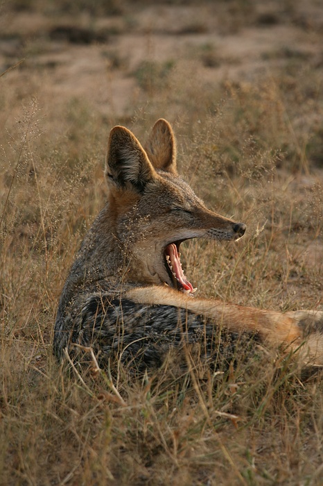 Africa0007.jpg