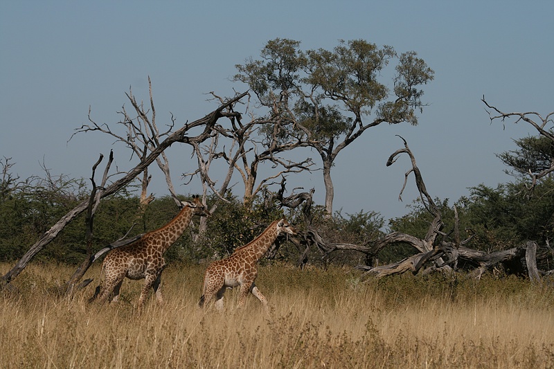 Africa0036.jpg