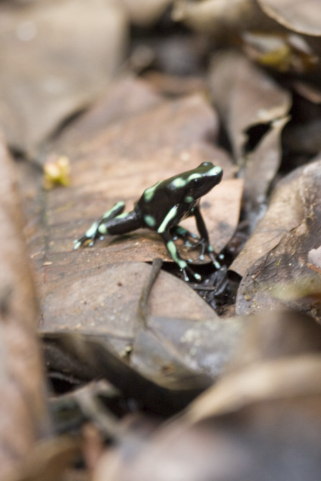 Costa Rica-618.jpg