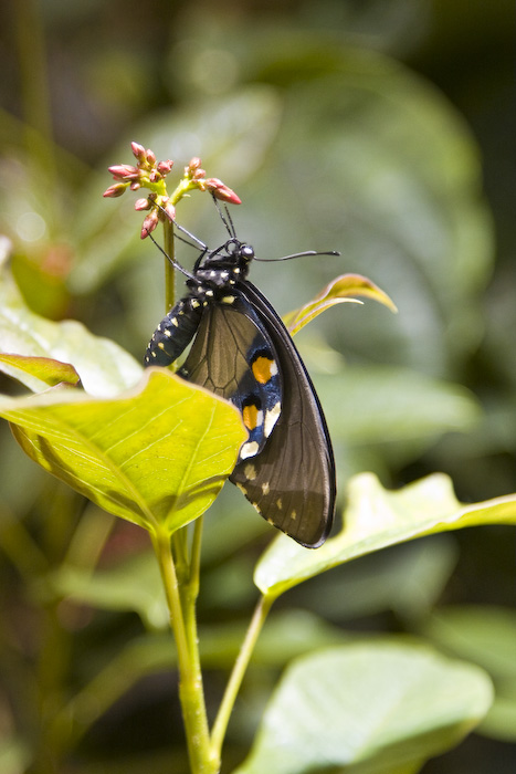 Butterfly-10.jpg