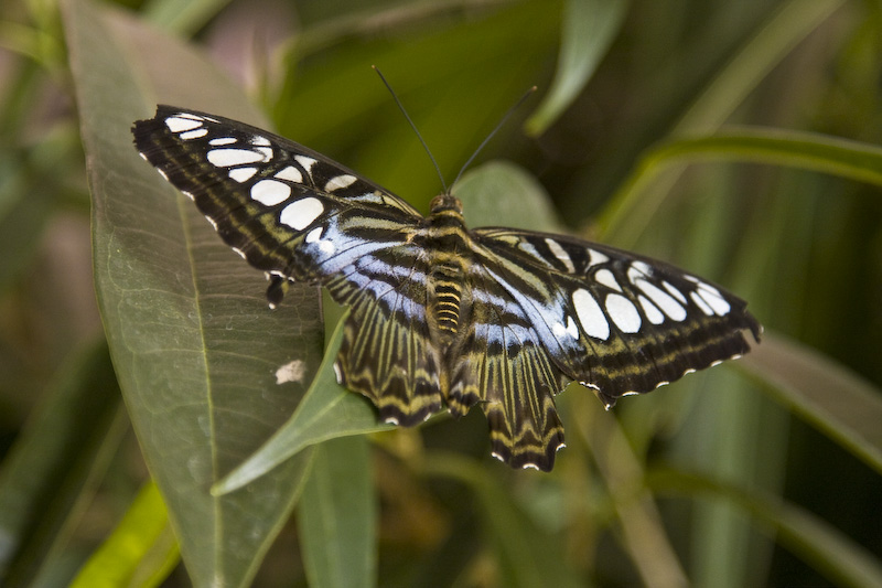 Butterfly-13.jpg