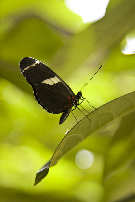 Butterfly-3.jpg