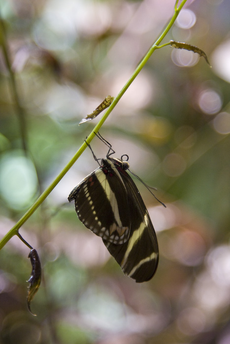 Butterfly-5.jpg