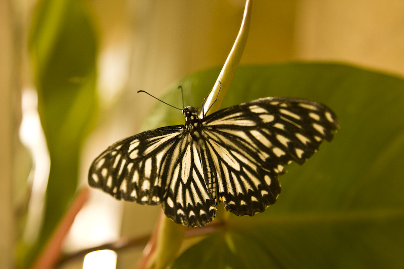 Butterfly-6.jpg