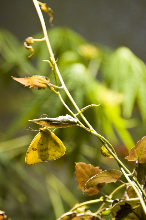 Butterfly-7.jpg