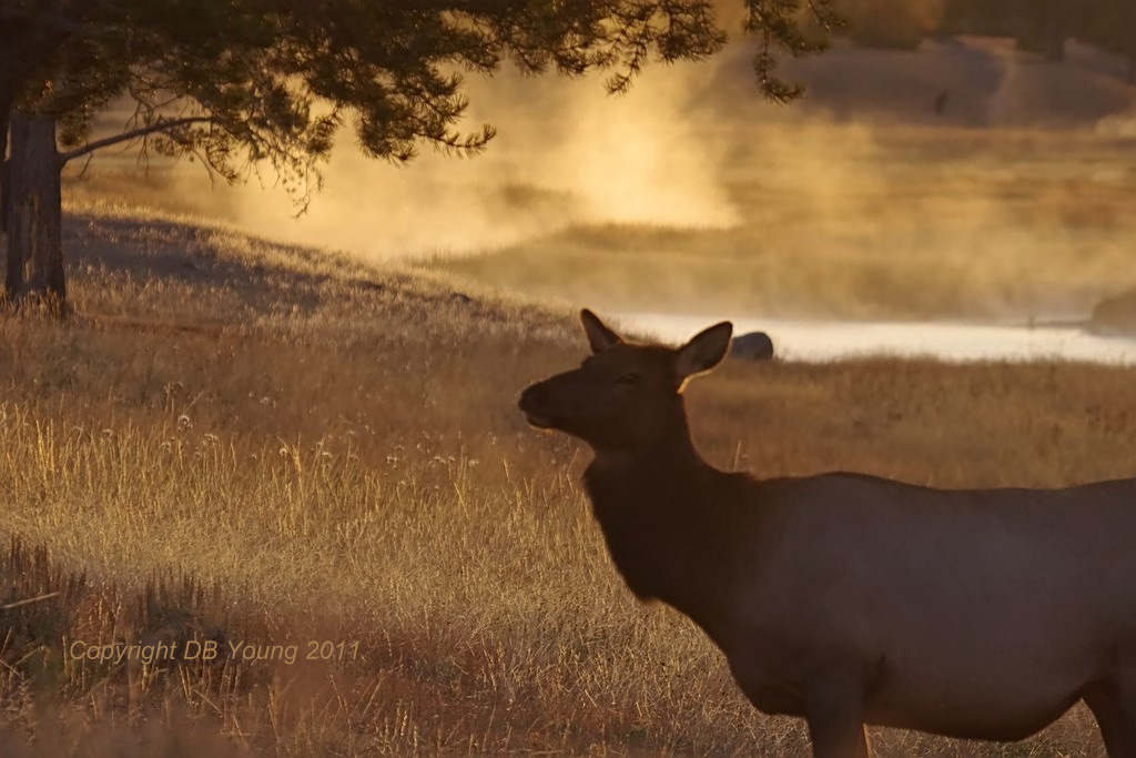 Morning cow elk.