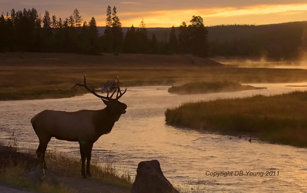 Bugle at sunrise.