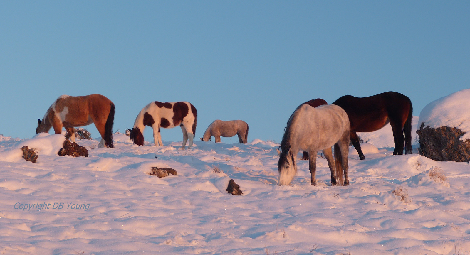 Winter Survival