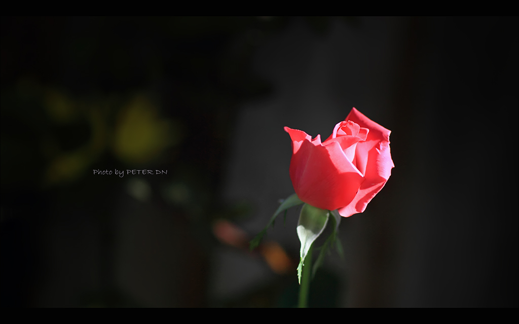 IMG_7618.jpg