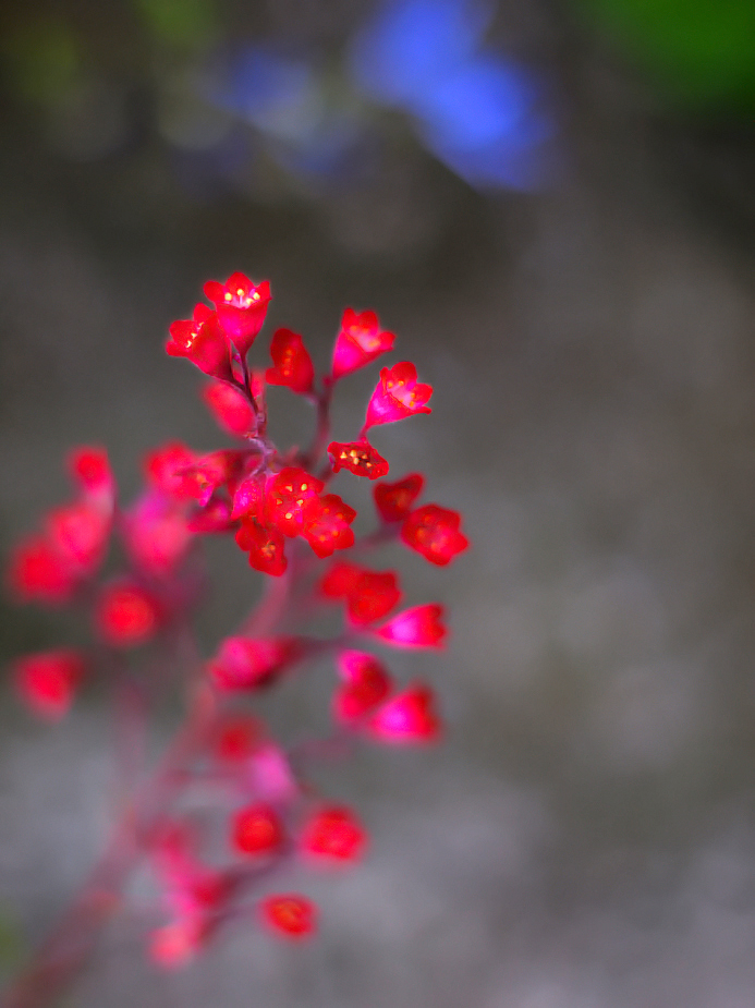 Coral Bells