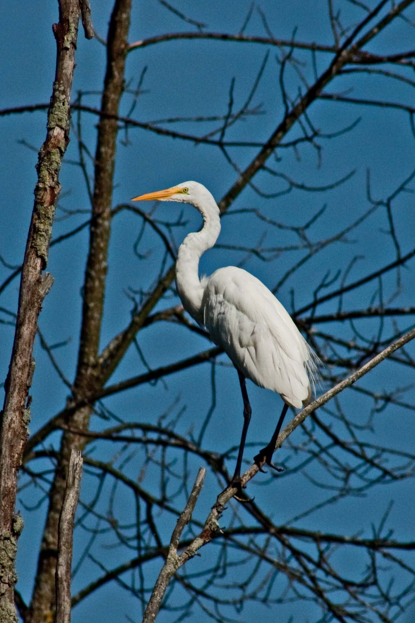 9119 Great Egret at Holland