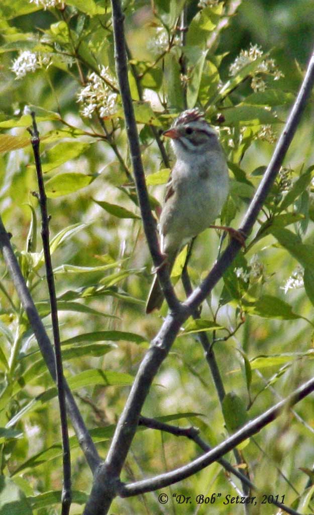 0550 Clay-colored Sparrow