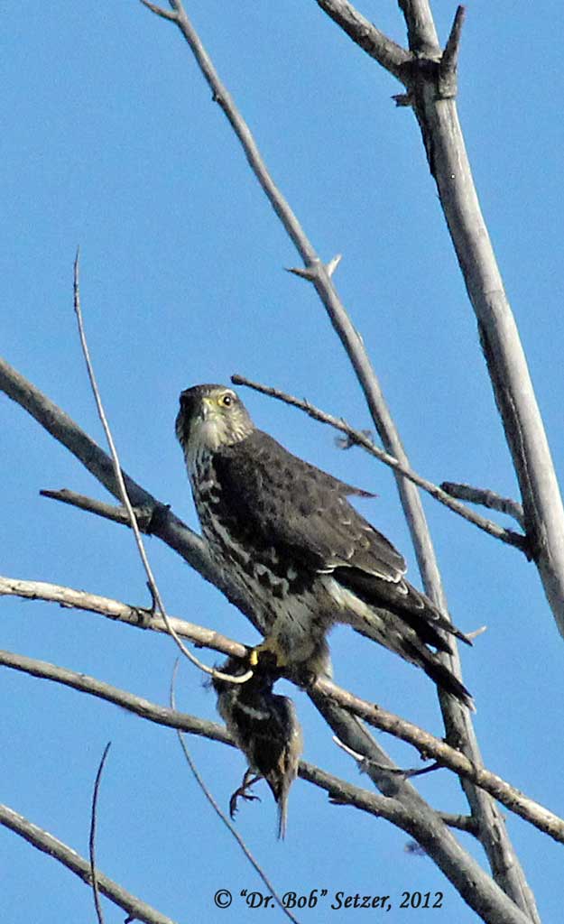 Merlin! Lifer!