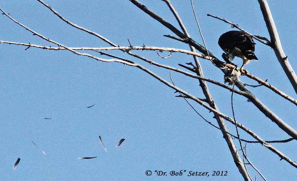 Merlin! Lifer!