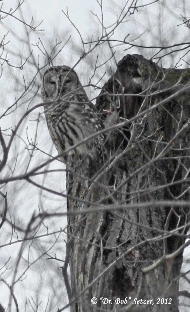 4472-Barred-Owl.jpg