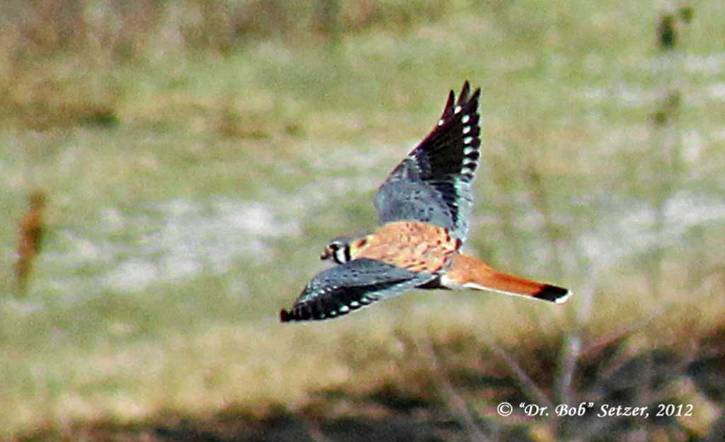 8740-Kestrel--adult male---Inwood Trails, Stoney Creek MP