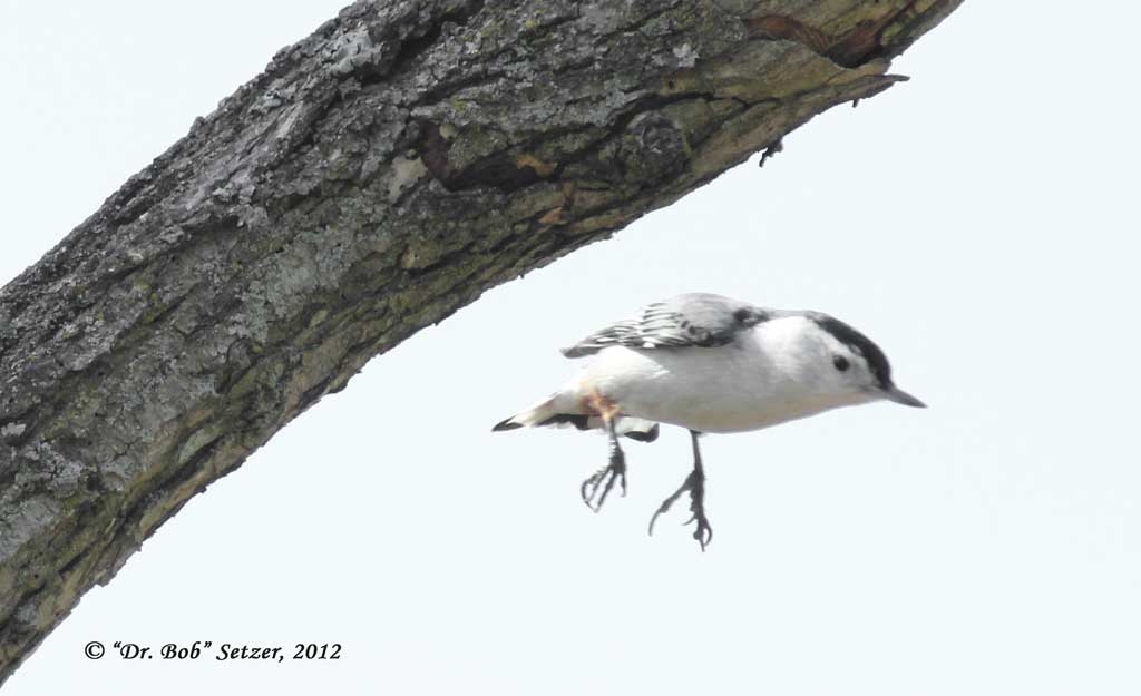 9833 White-breasted Nuthatch