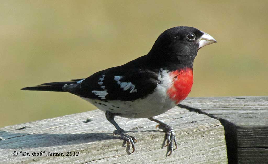 4576-Rose-breasted-Grosbeak