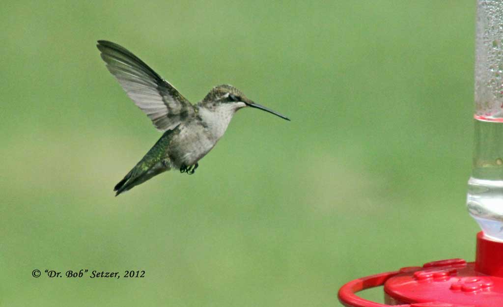 9121-Hummer-comes-in
