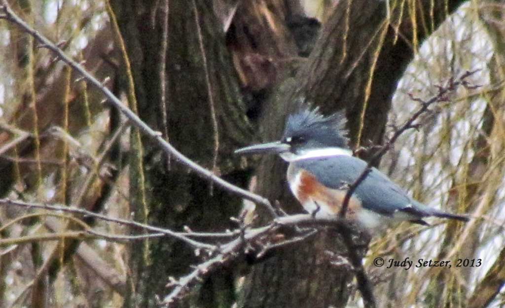 8090-Judy-Kingfisher