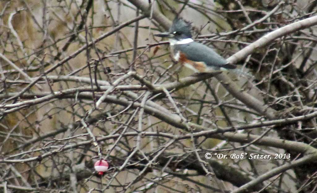 0882-Kingfisher-n-bobber