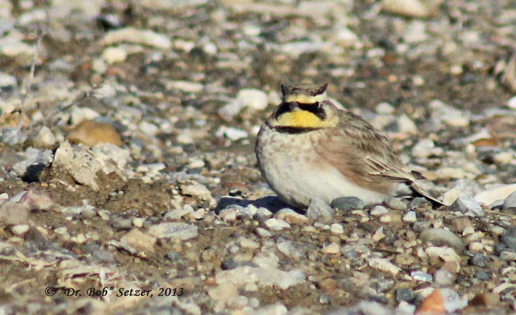 1004-Horned-Lark.jpg