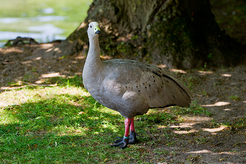 Parc du Chateau de Sauvage _004.jpg